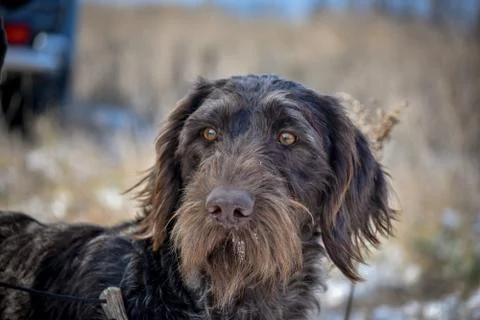 Portrait of a German wirehaired pointer. Front view. Stock Photos
