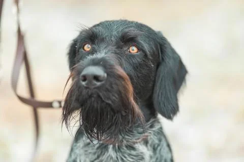 Portrait of German Wirehaired Pointer Free Stock Photos