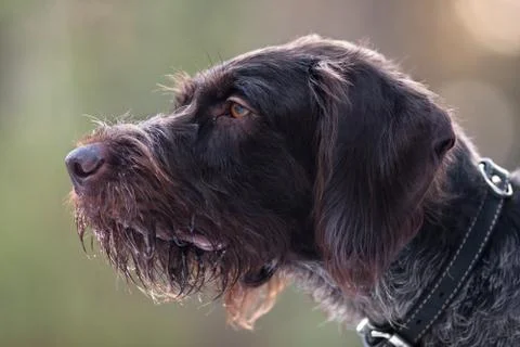 Portrait of german wirehaired pointer Stock Photos
