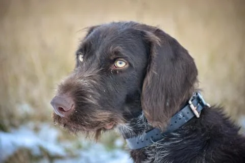 Portrait of a German wirehaired pointer. Side view. Stock Photos