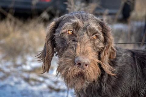 Portrait of a German wirehaired pointer. Side view. Stock Photos