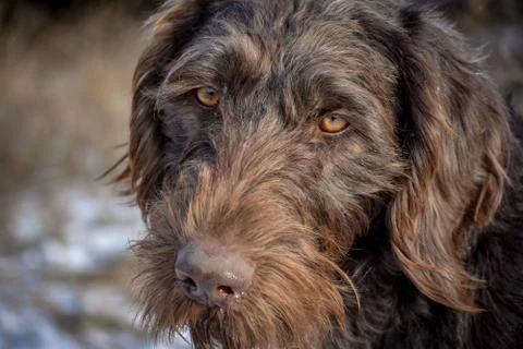 Portrait of a German wirehaired pointer. Side view. Stock Photos