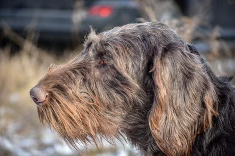 Portrait of a German wirehaired pointer. Side view. Stock Photos