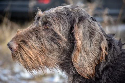 Portrait of a German wirehaired pointer. Side view. Stock Photos