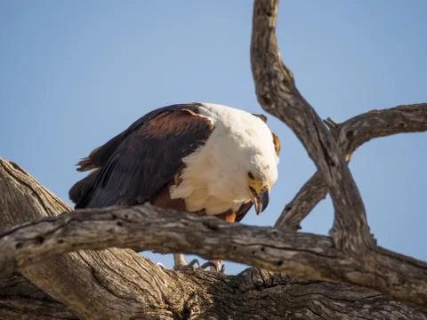 Portrait of giant African Fish Eagle sitting in dead tree and feeding on a fish Stock Photos