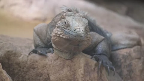 A portrait of a giant iguana lying down and resting. These are the remains of Vídeos de archivo 250456972