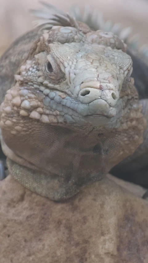 A portrait of a giant iguana lying down and resting. These are the remains of Video stock 253081174