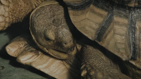 Portrait of a giant tortoise close up. Stock Footage 99144620