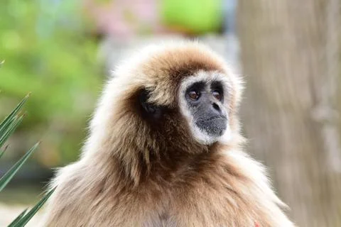 Portrait of a gibbon monkey Stock Photos