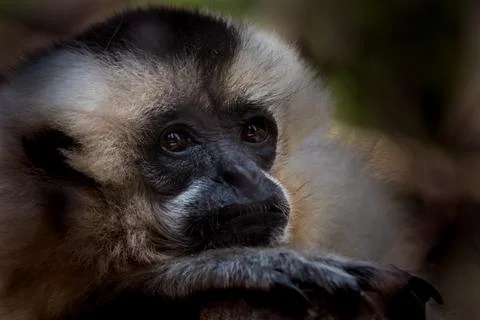 Portrait of Gibbon Stock Photos