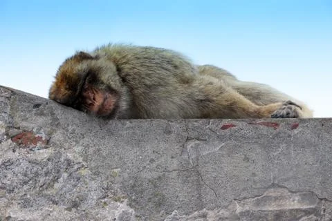 Portrait of Gibraltar monkey sleeping at the top of The Rock of Gibraltar. Stock Photos