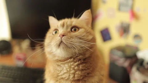 Portrait of ginger british scottish cat, close up. cute british cat close up. Stock Footage 240385627