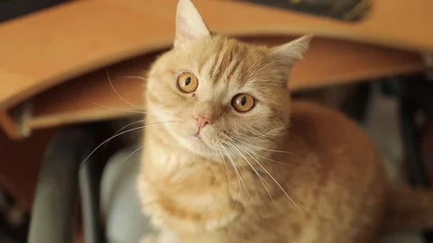 Portrait of ginger british scottish cat, close up. cute adult british cat Stock Footage 240750808