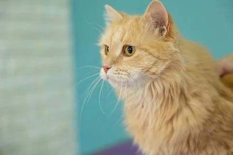 The portrait of ginger cat on blue background. Funny red cat face. Red fluffy Stock Photos