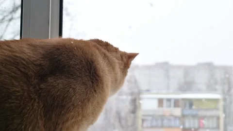 Portrait of a ginger cat close-up slowmo. Cat looks out the window in winter Stock Footage 172432423