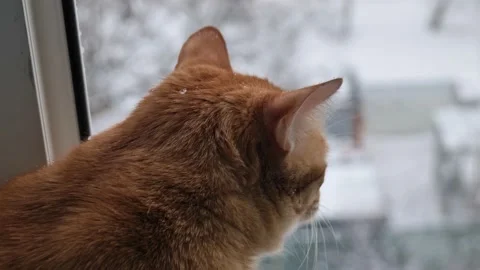 Portrait of a ginger cat close-up slowmo. Cat looks out the window in winter Stock Footage 172609351