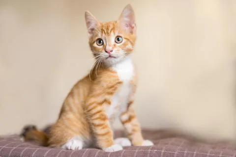 Portrait of a ginger cat with empty space and isolated on beige Stock Photos