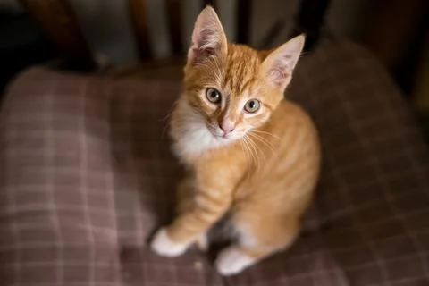 Portrait of a ginger cat with empty space and isolated on beige Stock Photos