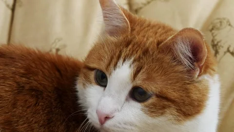 Portrait of a ginger cat. Stock Footage 308351040