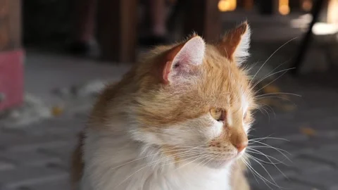 Portrait of a ginger cat with glaucoma in one eye Stock Footage 326494341