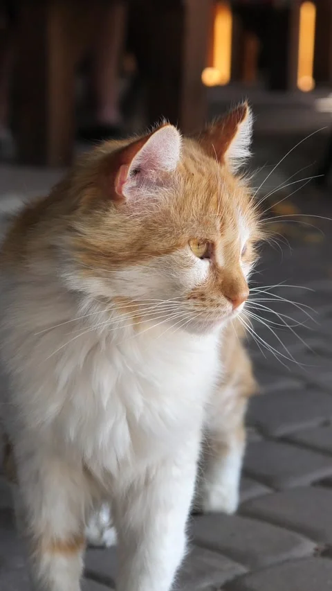 Portrait of a ginger cat with glaucoma in one eye Stock Footage 326494547
