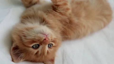 Portrait of a ginger cat, lies on the bed and enjoys Video stock 150784918