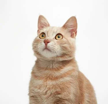 Portrait of ginger cat looking up Stock Photos