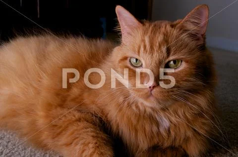 Portrait of ginger cat looking at viewer Stock Photos