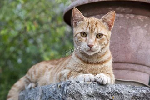 A portrait of a ginger cat lying and resting in a garden Stock Photos