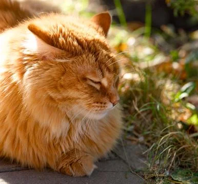 Portrait of a ginger cat lying with closed eyes outdoors. Close-up Stock Photos