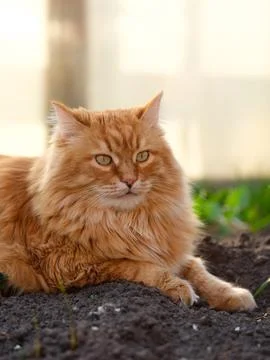 Portrait of a ginger cat lying on the ground outdoors. Stock Photos