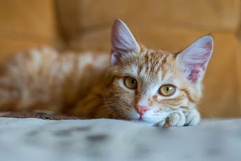Portrait of ginger cat lying on the orange sofa. Stock Photos