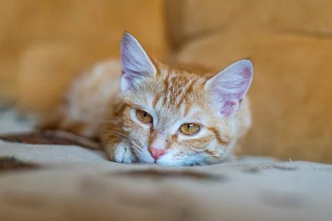 Portrait of ginger cat lying on the orange sofa. Stock Photos