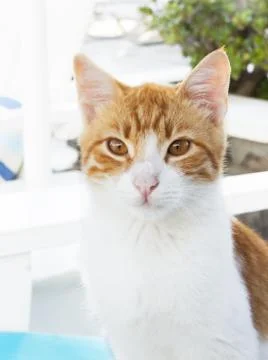Portrait of a ginger cat Foto stock