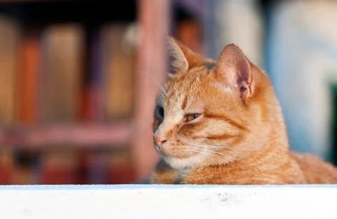 Portrait of ginger cat Stock Photos