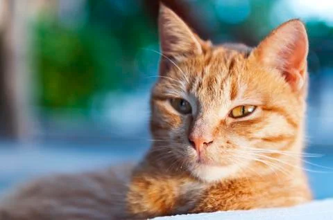 Portrait of ginger cat Stock Photos