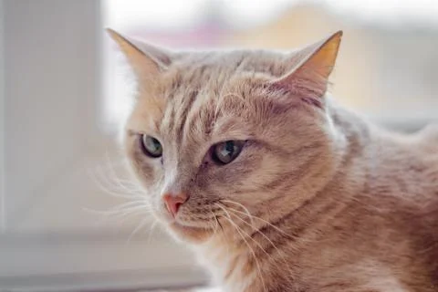 Portrait of a ginger cat Stock Photos