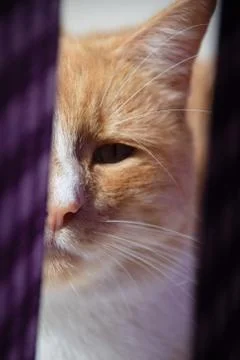 Portrait ginger cat Photos