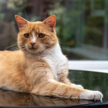 Portrait of a ginger cat Stock-Fotos