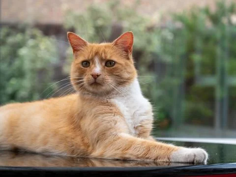 Portrait of a ginger cat Stock-Fotos