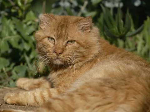 Portrait of a ginger cat Stock Photos