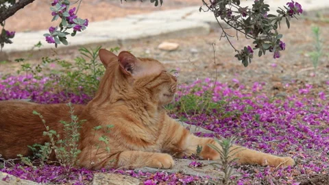 Portrait of a ginger cat resting under a tree. Stock Footage 315236048