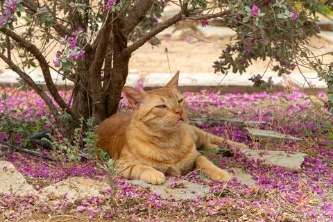 Portrait of a ginger cat resting under a tree. Stock Photos