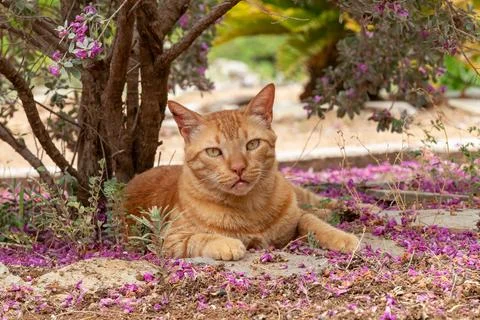 Portrait of a ginger cat resting under a tree looking at the camera. Stock Photos