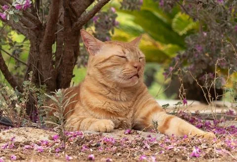 Portrait of a ginger cat resting under a tree looking calm. Stock Photos