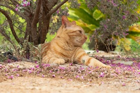 Portrait of a ginger cat resting under a tree with pink leaves on the ground. Stock Photos