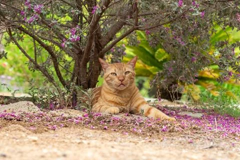 Portrait of a ginger cat resting under a tree looking calm and happy. Stock Photos