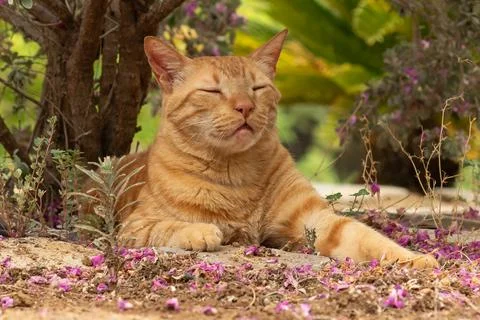 Portrait of a ginger cat resting under a tree. Stock Photos