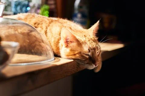 Portrait of a ginger cat on the table. The cat is Stock Photos