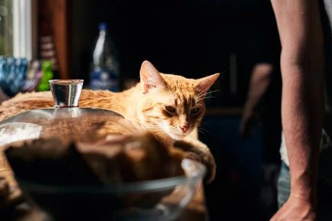 Portrait of a ginger cat on the table next to the Stock Photos